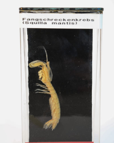 Fangschreckenkrebs