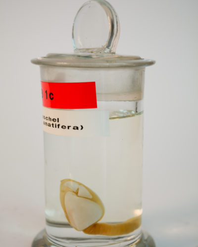 Entenmuschel