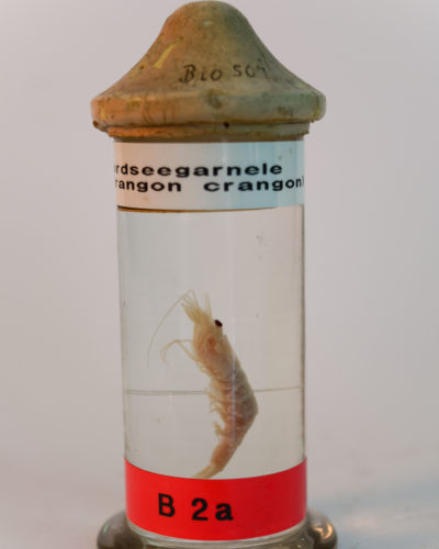 Nordseegarnele